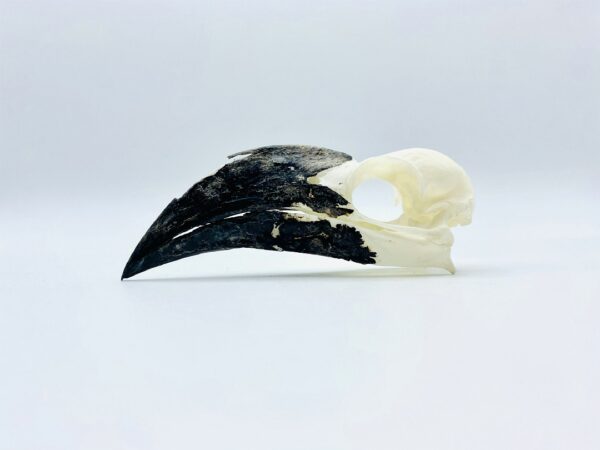 Female Von der Decken's hornbill skull - Tockus deckeni - 9,5 cm