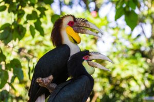 Wreathed Hornbill - Natural History Curiosities
