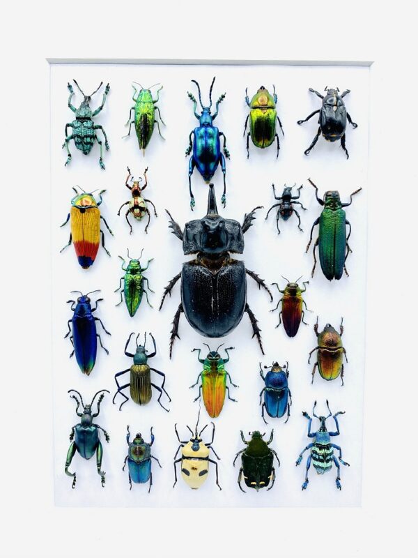 Unique insect mosaic frame with 22 specimen