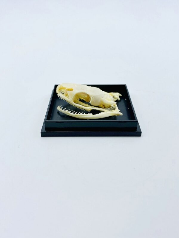 Trinket snake (Coelognathus helena) skull in a black box
