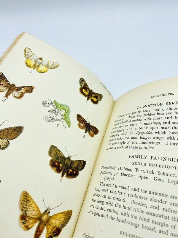 Kirby - Handbook to the Order Lepidoptera - 1896/1897