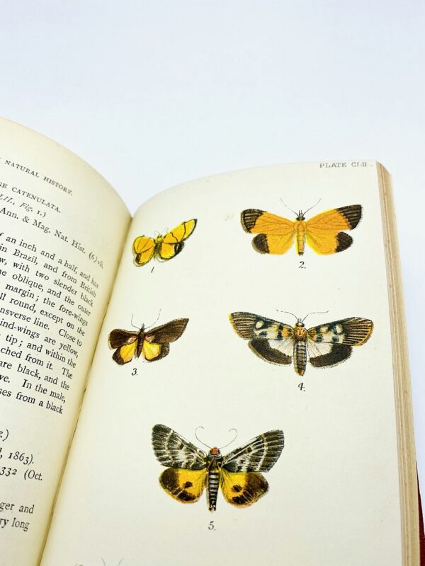Kirby - Handbook to the Order Lepidoptera - 1896/1897