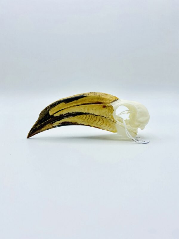 African pied hornbill skull - Lophoceros fasciatus - 13 cm