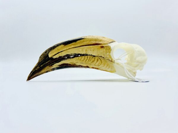 African pied hornbill skull - Lophoceros fasciatus - 13 cm