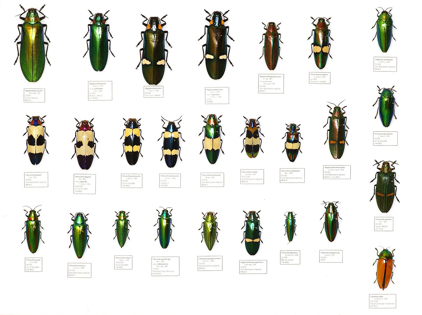 Jewel Beetles - Natural pieces of jewellery - Natural History