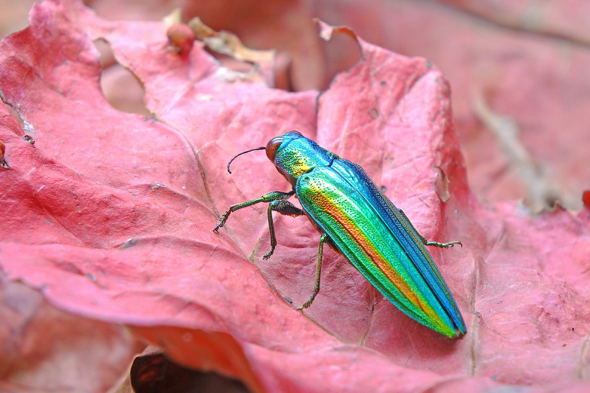 Jewel Beetles - Natural pieces of jewellery