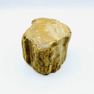 Decorative piece of petrified wood from Indonesia (22 million year old)