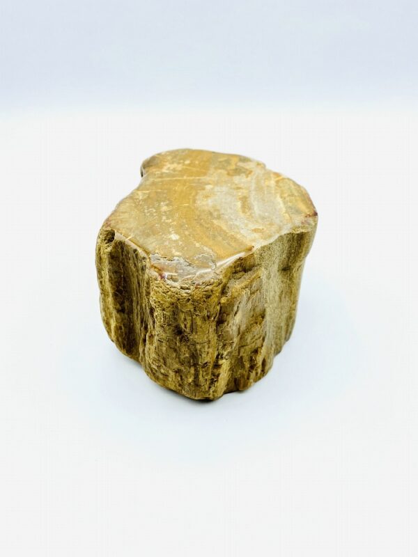 Decorative piece of petrified wood from Indonesia (22 million year old)