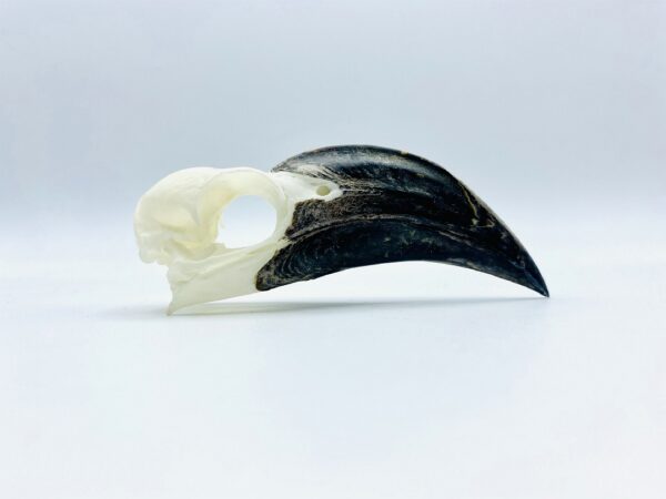 Female Von der Decken's hornbill skull - Tockus deckeni - 9 cm