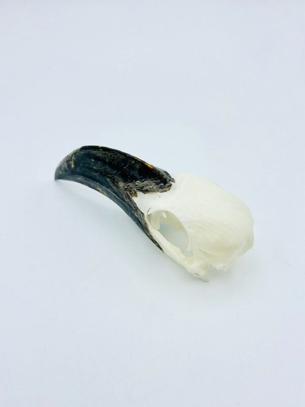 Female Von der Decken's hornbill skull - Tockus deckeni - 9 cm