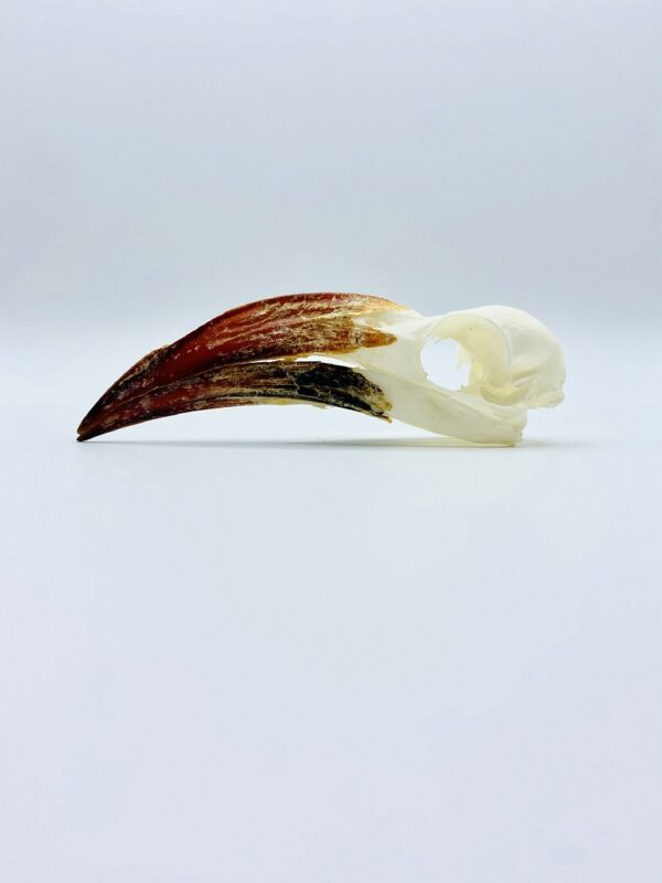 Southern red-billed hornbill skull - Tockus rufirostris - 10 cm