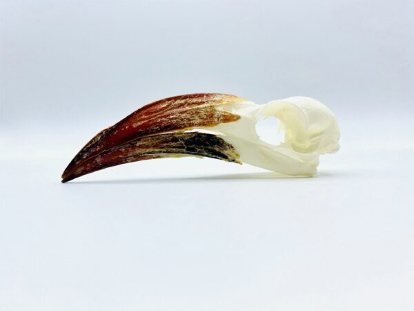 Southern red-billed hornbill skull - Tockus rufirostris - 10 cm