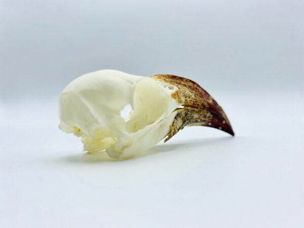 Southern red-billed hornbill skull - Tockus rufirostris - 10 cm