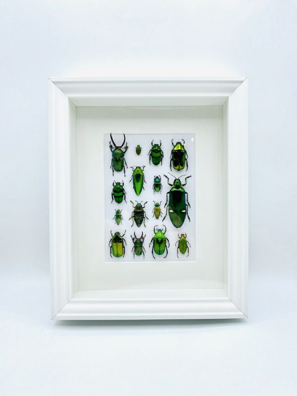 Unique green insect mosaic frame with 15 specimen