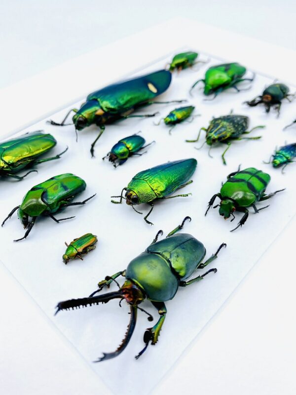 Unique green insect mosaic frame with 15 specimen