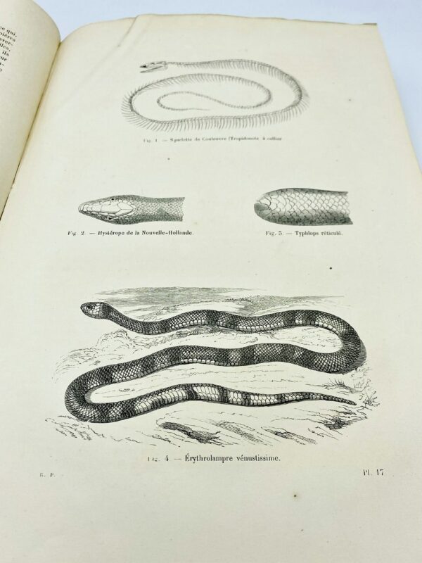 Dr Chenu - Encyclopédie D'Histoire Naturelle: Reptiles et Poissons - 1850