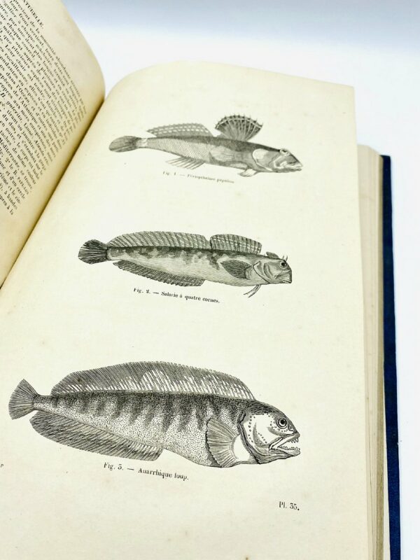 Dr Chenu - Encyclopédie D'Histoire Naturelle: Reptiles et Poissons - 1850