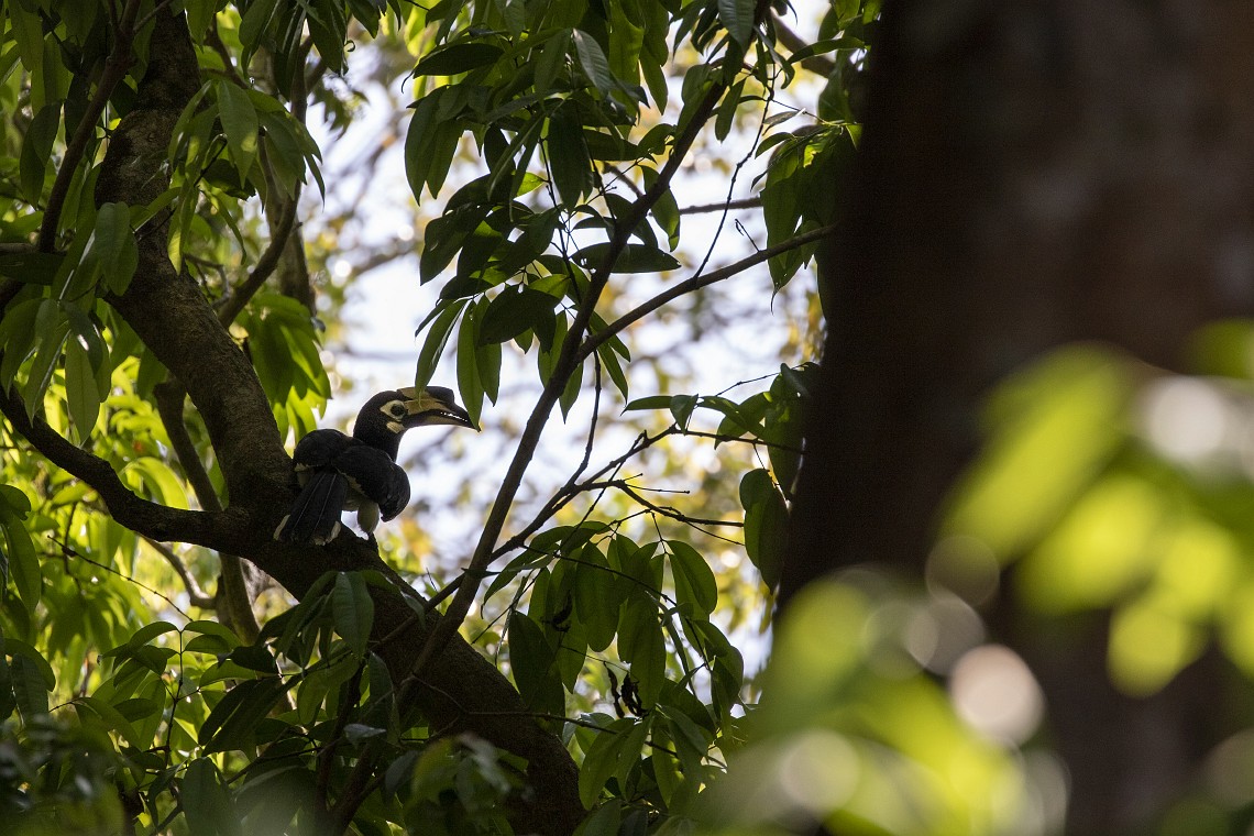 How do hornbills communicate? - Oriental Pied Hornbill - by Nature-Stock.com