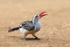 How do hornbills communicate? - Red-billed-hornbill