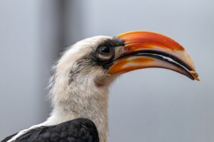 How do hornbills communicate? - VonderDeckenMale-Hornbill