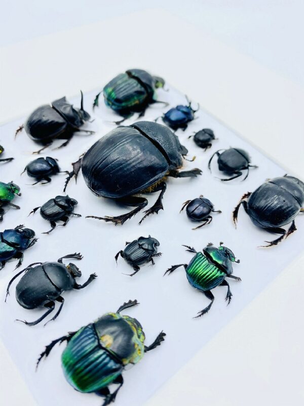 Unique scarab mosaic frame with 17 specimen