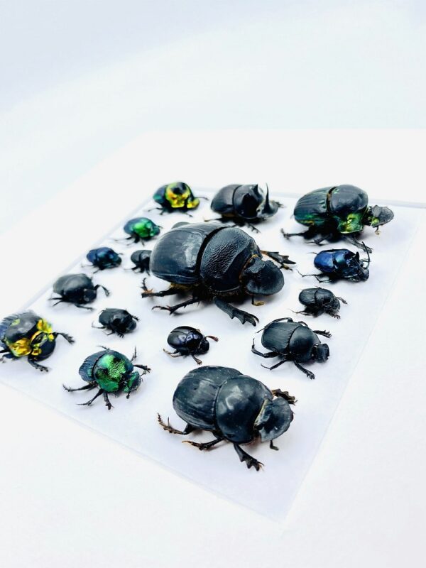 Unique scarab mosaic frame with 17 specimen