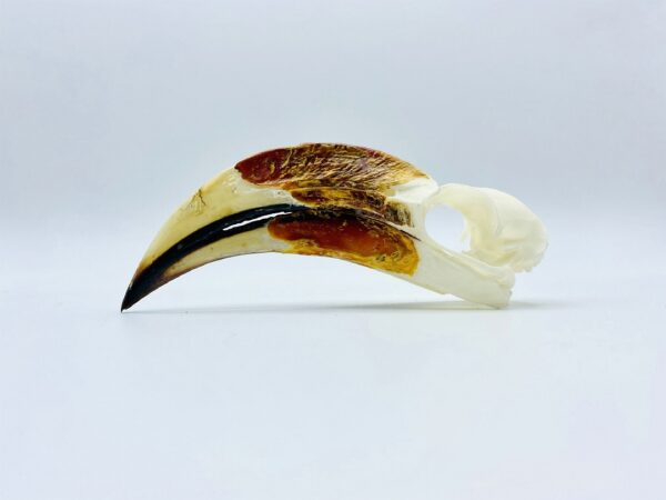 Male Von der Decken's hornbill skull - Tockus deckeni - 11 cm