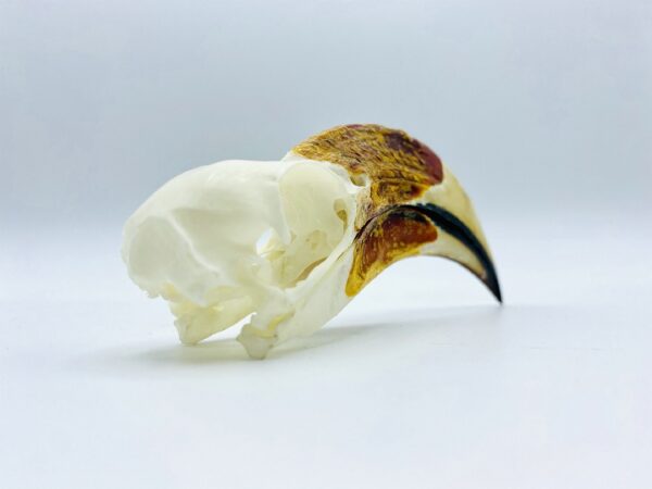 Male Von der Decken's hornbill skull - Tockus deckeni - 11 cm