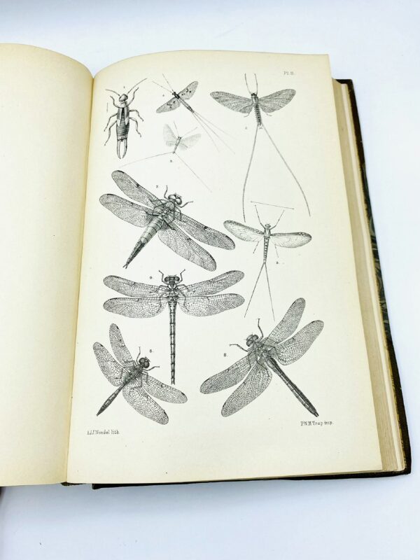 Dr. J. Th. Oudemans - De Nederlandsche Insecten - 1900