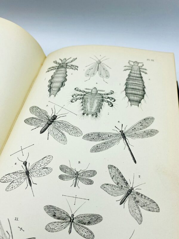 Dr. J. Th. Oudemans - De Nederlandsche Insecten - 1900