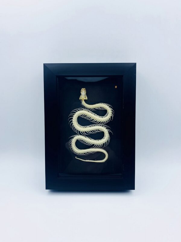 Chinese water snake skeleton in black frame