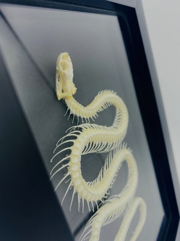 Chinese water snake skeleton in black frame