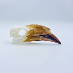 Crowned hornbill skull - Lophoceros alboterminatus - 10,6 cm