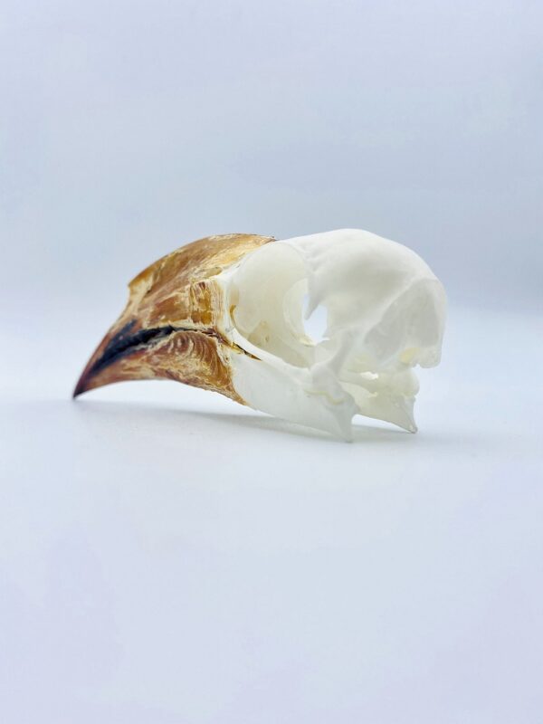 Crowned hornbill skull - Lophoceros alboterminatus - 10,6 cm