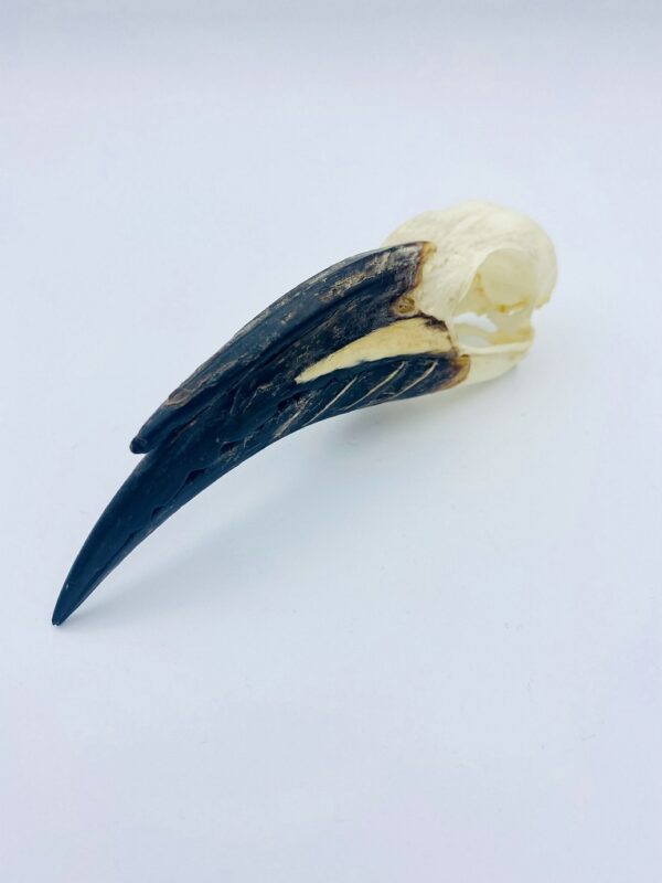 Male African Grey hornbill skull - Lophoceros nasutus - 11,6 cm