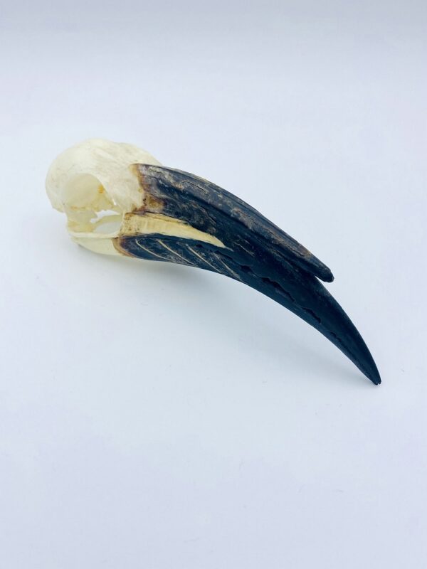 Male African Grey hornbill skull - Lophoceros nasutus - 11,6 cm