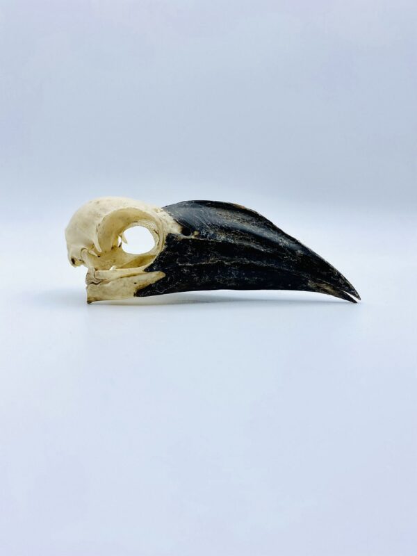 Juvenile female Jacksons Hornbill skull (RARE) - Tockus jacksoni - 11 cm