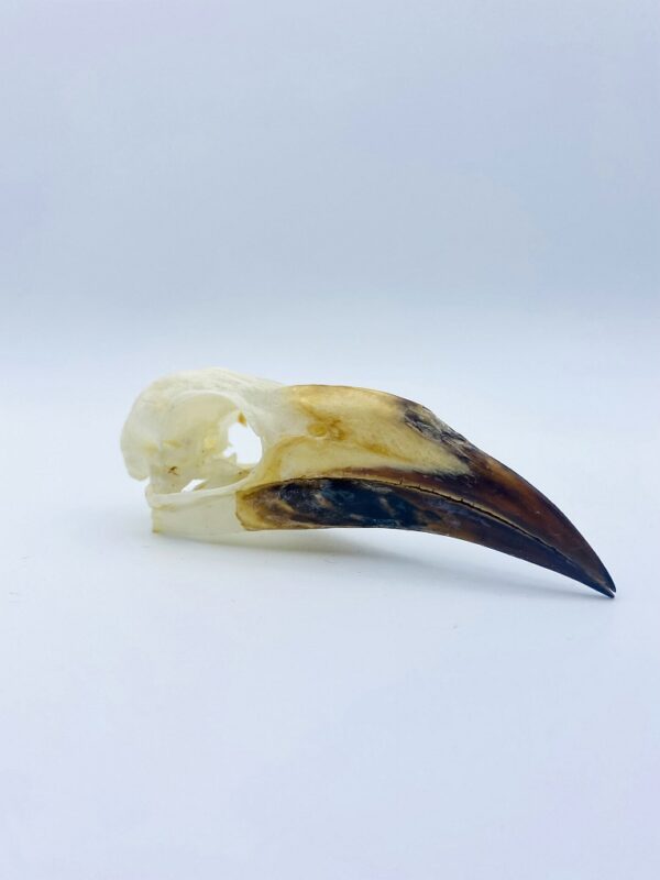Female African Grey hornbill skull - Lophoceros nasutus - 9,1 cm