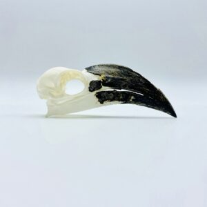 Female Von der Decken's hornbill skull - Tockus deckeni - 9,1 cm