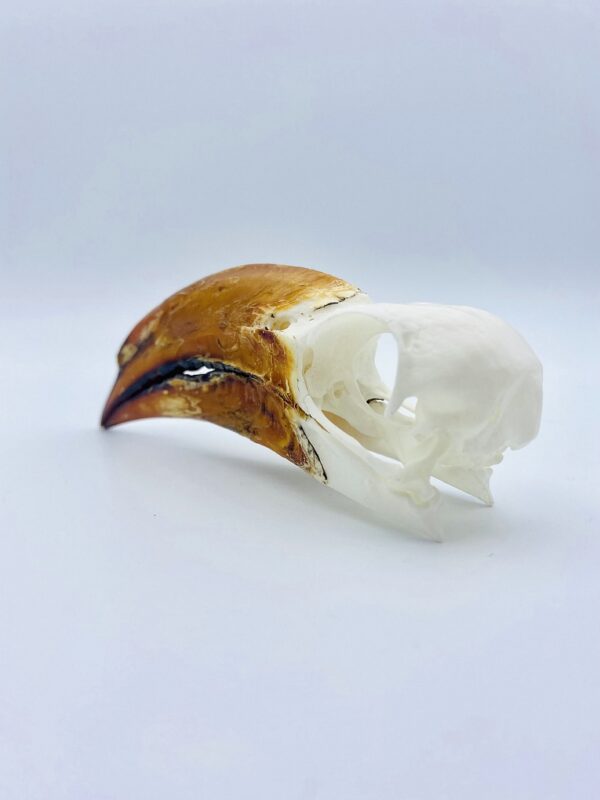 Crowned hornbill skull - Lophoceros alboterminatus - 11 cm