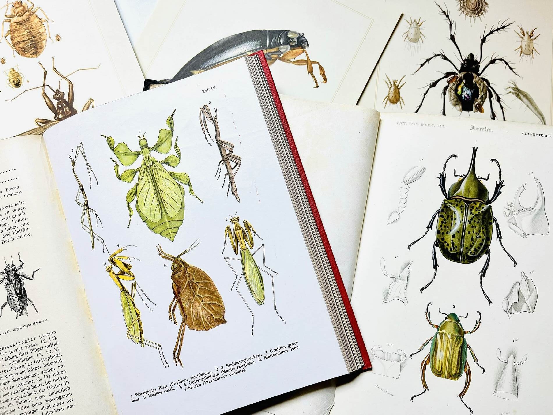 The Stories Behind Insect Lithographs Why These Artworks Are So Mesmerizing