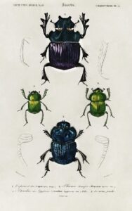 The Stories Behind Insect Lithographs: Why These Artworks Are So Mesmerizing