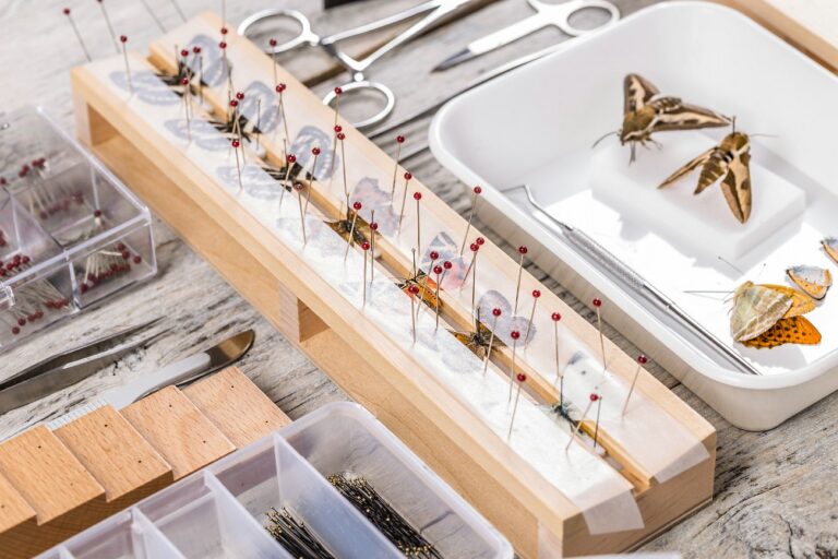 Step by step guide on how to do Insect taxidermy! Natural History