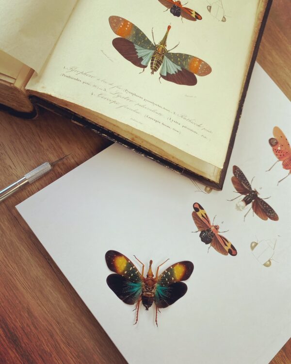 Real Lantern bug (Pyrops whiteheadi) with vintage illustrations from Charles d'Orbigny