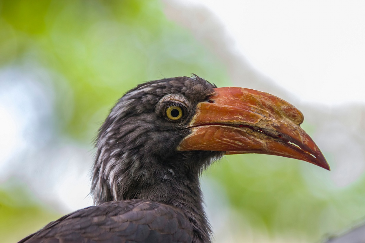 20 interesting facts about the Crowned hornbill, Lophoceros alboterminatus