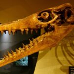Natural History Curiosities - The mosasaurus and fossils that can be found of it!
