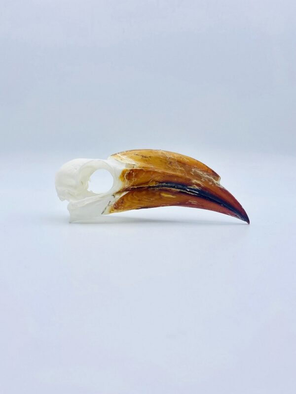 Crowned hornbill skull - Lophoceros alboterminatus - 11,5 cm