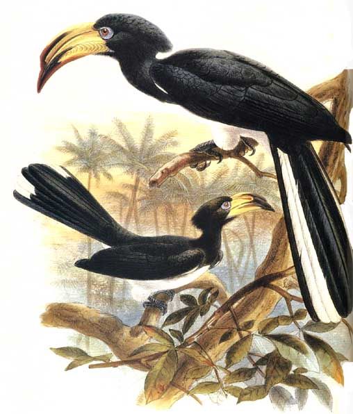 African pied hornbill - Lophoceros fasciatus