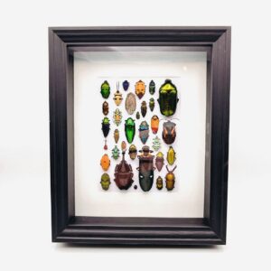 Colorful insect mosaic frame with 33 specimen in a beautiful composition