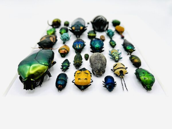 Colorful insect mosaic frame with 33 specimen in a beautiful composition